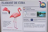 Flamand rouge de Cuba, Phoenicopterus ruber (Photo F. Mrugala) (txt)